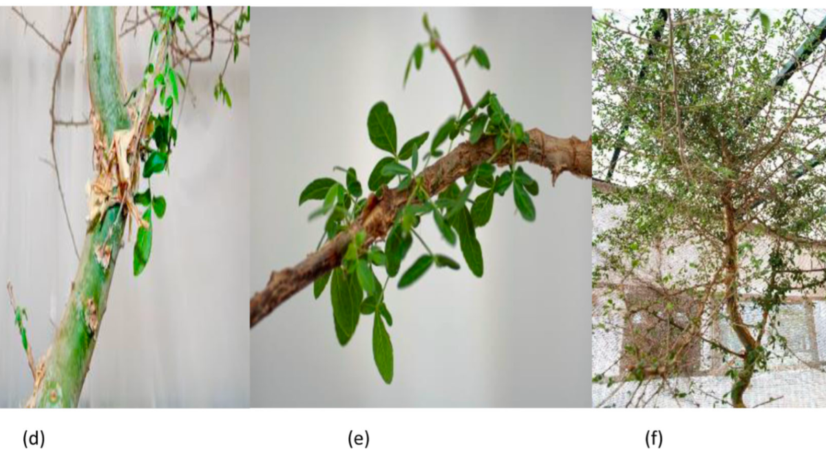 La panacée, ressuscitée ?