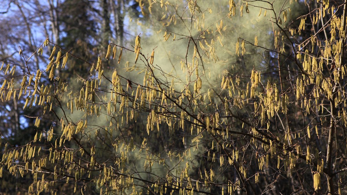 Aïe, aïe, aïe, allergies !