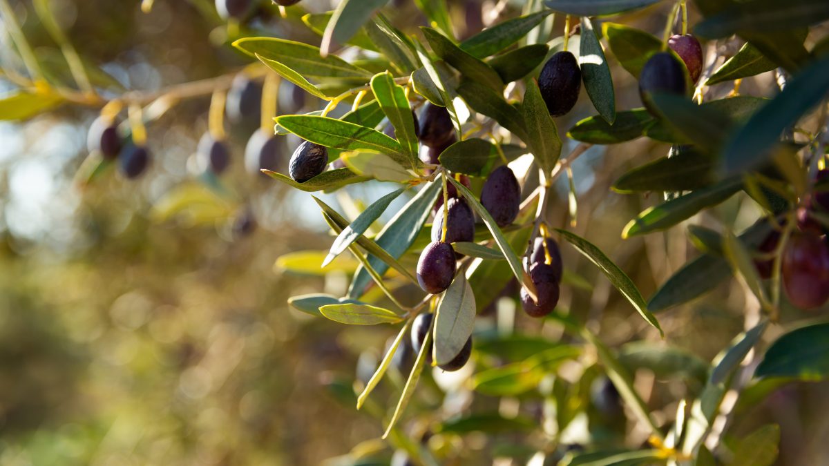 Je préfère les noires