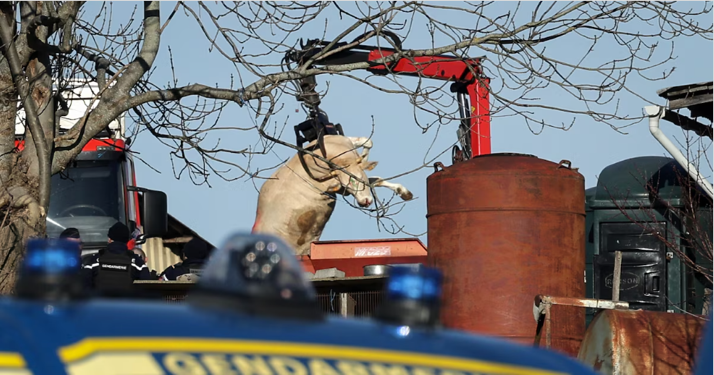 « Mais nous quand on est malade on nous tue pas, alors pourquoi on tue les vaches ? »