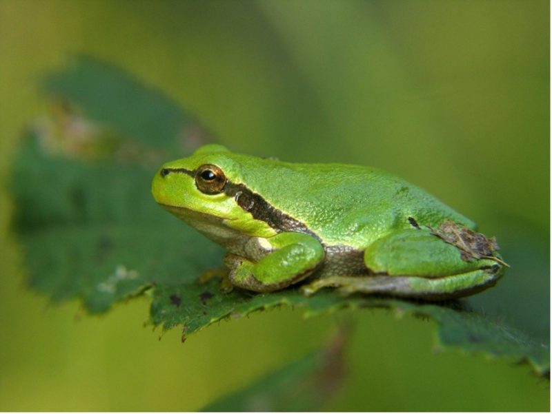 Le grand concert amoureux
